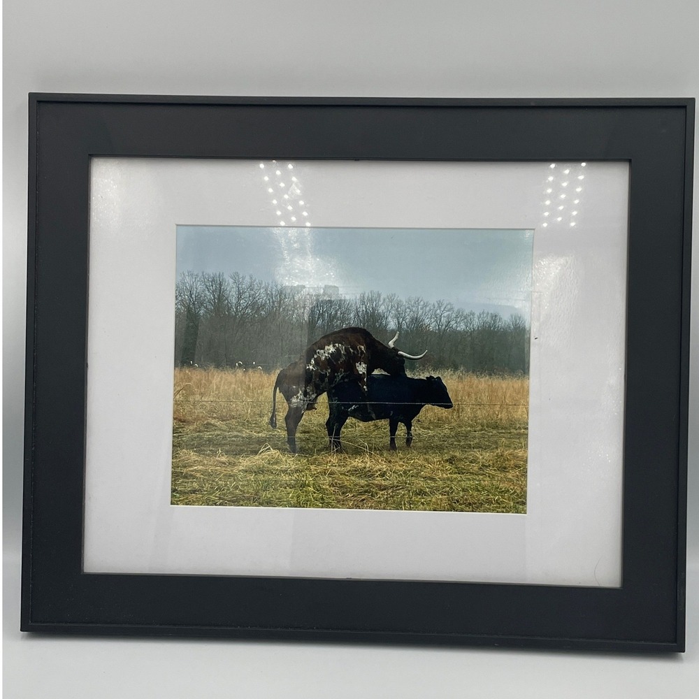 Framed Longhorn Bull and Cow Mating Photograph Rustic Farmhouse Wall Art Decor